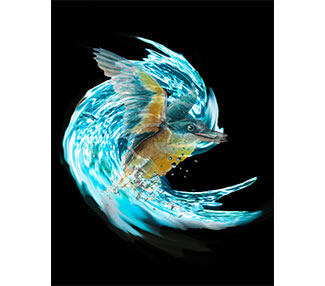 Kingfisher in a swirl of water